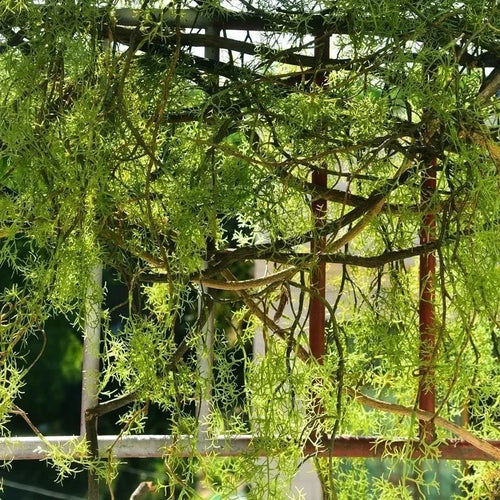 plantes artificielles vignes en plastique pour décoration intérieur et extérieur