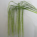 plantes artificielles saule pleureur en plastique pour décoration intérieure