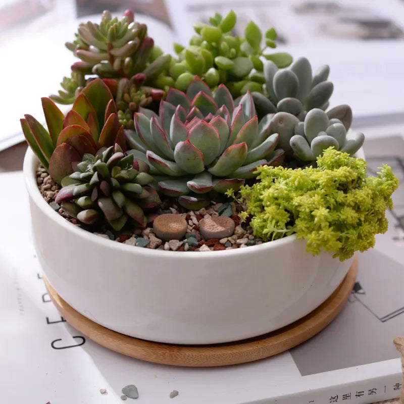 pot en céramique pour plantes succulentes avec plateau en bambou - vue 6 sur 7