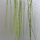 plantes artificielles saule pleureur en plastique pour décoration intérieure