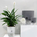 pot de fleurs auto-arrosant en plastique pour plantes succulentes