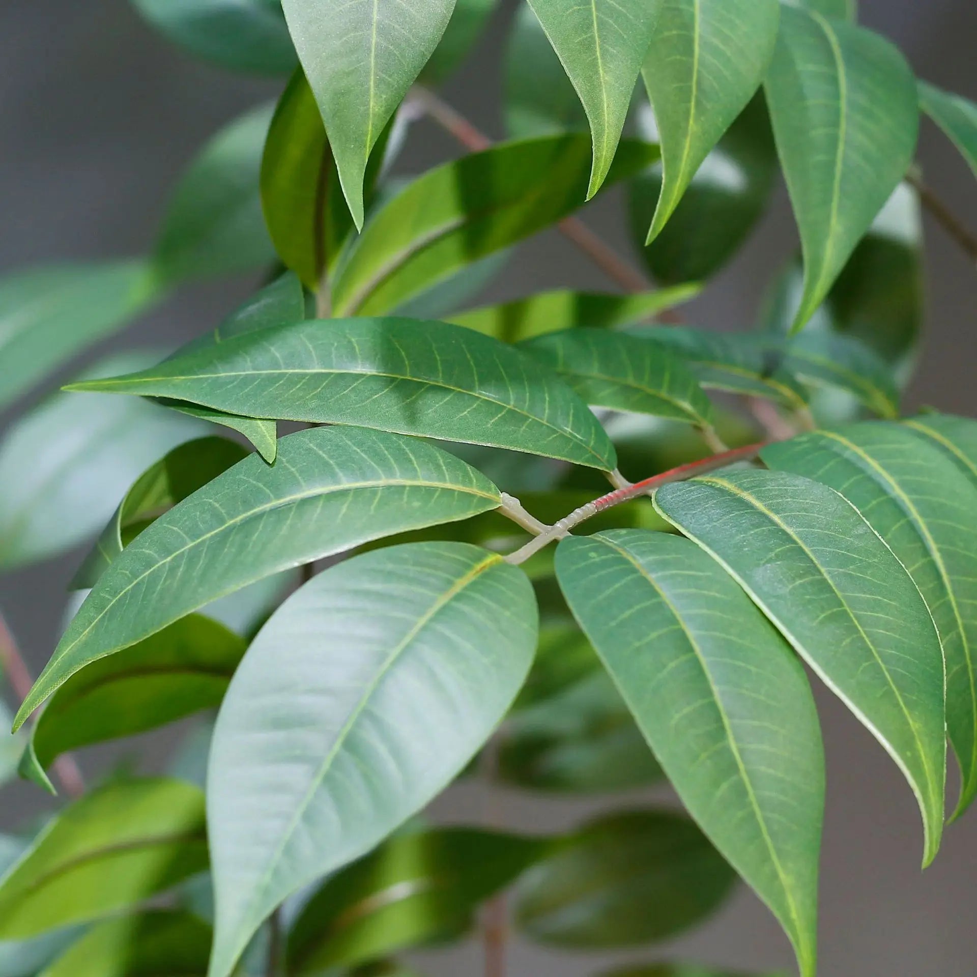 plantes artificielles grandes pour décoration intérieure et extérieure - vue 6 sur 6