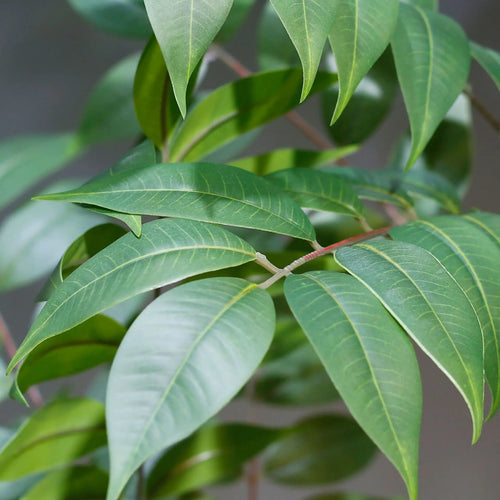 plantes artificielles grandes pour décoration intérieure et extérieure