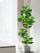 grand arbre ficus artificiel pour décoration intérieure et extérieure