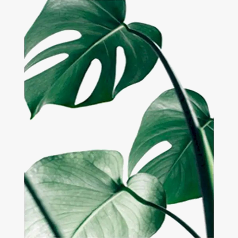 peinture-l-huile-par-num-ro-plante-colorier-kit-d-coration-bricolage-6.png